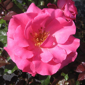 Highly Fragrant Roses: Romance