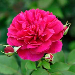 Products: Tess of the D’Urbervilles