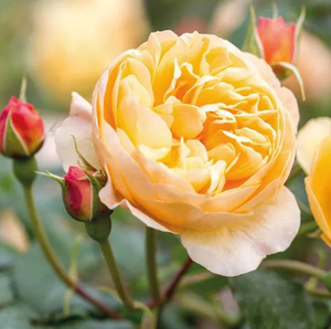 English Style Roses: Ausowlish