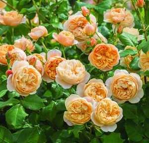 English Style Roses: Ausowlish