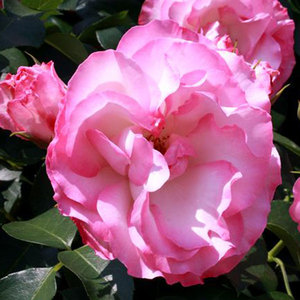 Products: Standard Strawberry Ice