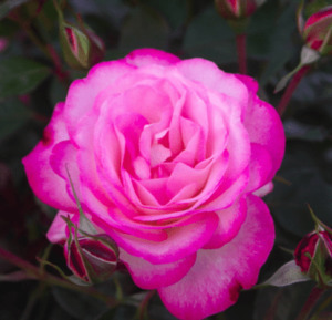 Products: Feeling Better