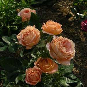 Products: Summer Dream