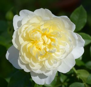 English Style Roses: Imogen