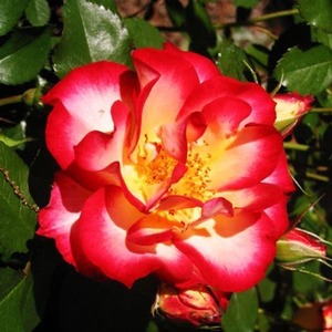 Floribunda Bush: Standard Betty Boop (80cm)