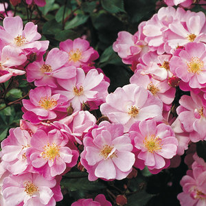 Floribunda Bush: Standard Lavender Dream (80cm)