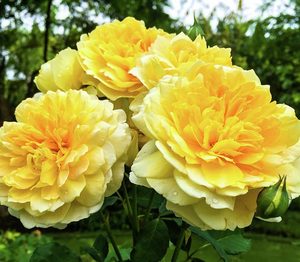 English Style Roses: Ausmol