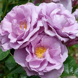 Standard Forget me Not (80cm)