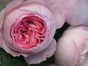 English Style Roses: Standard Geoff Hamilton (80cm)