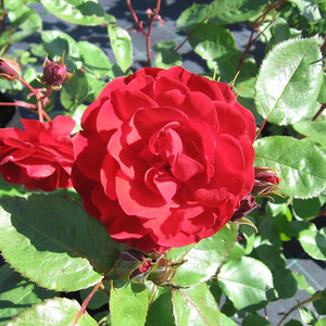 Floribunda Bush: Allotria