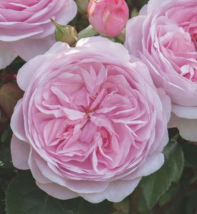 English Style Roses: AusMixture