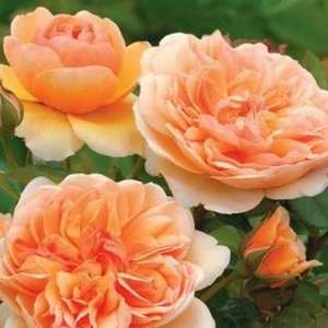 English Style Roses: Ausbrass