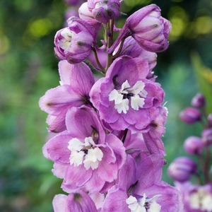 Products: Delphinium Cherry Blossom