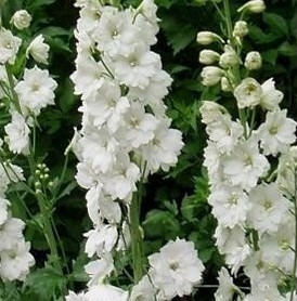 Products: Delphinium Pure White