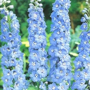 Products: Delphinium Sky Blue
