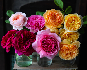 Products: English Rose Selection ($25 per plant)