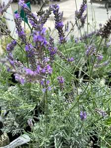 Products: Lavender – Arabian Nights