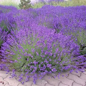 Products: Lavender Munstead
