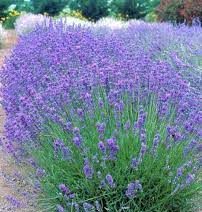 Products: Lavender Violet Intrigue