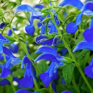 Salvia Blue Angel