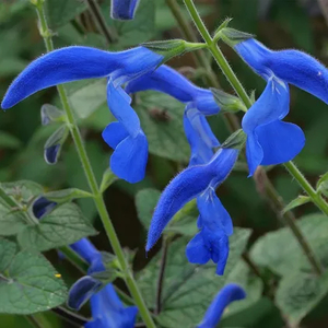 Salvia Deep Blue