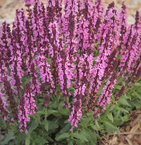 Products: Salvia New Dimension Rose