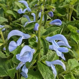 Products: Salvia Sky Blue