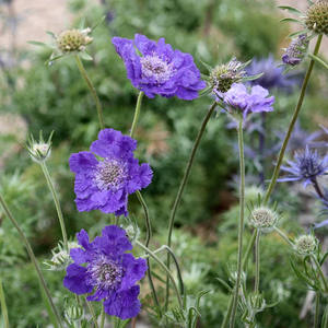 Products: Scabiosa Fama Deep Blue