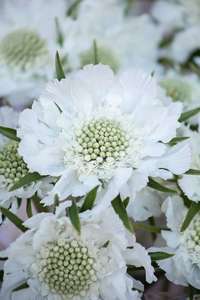 Scabiosa Fama White