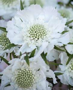 Products: Scabiosa Fama White