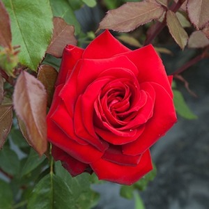 Standard Precious Platinum (80cm)