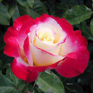 Highly Fragrant Roses: Double Delight