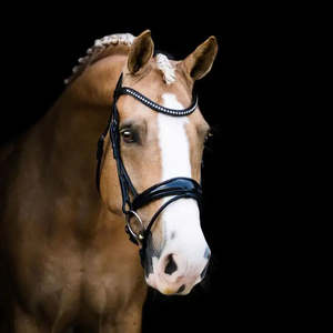 Clearance: Aurelie Hanoverian Rolled Leather Bridle