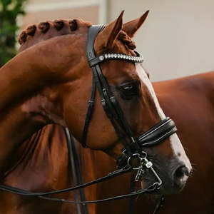 Diva Double Bridle