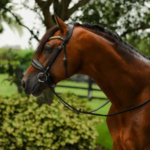 Delta Snaffle Bridle