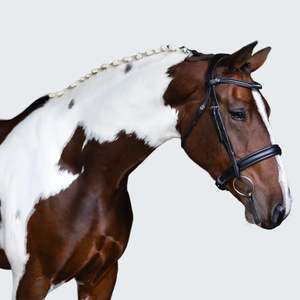 Lumiere Stella Cavesson Bridle