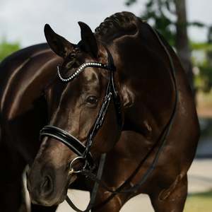 Lumiere Saphira Cavesson Bridle