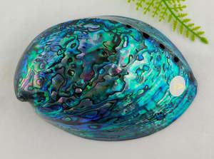 Nz Paua Shell: Medium A-Grade Full Polished NZ Paua Shell Boxed #308