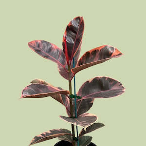 Ficus Elastica Variegata Ruby 25cm