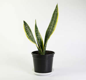 Sanseveria Superba