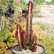 Plants Planters: Euphorbia Trigona Purpurea 14cm
