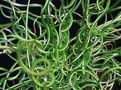 Juncus Effuses Corkscrew Plant 11cm