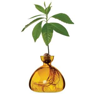Plants Planters: Avocado Germinating Bowls - Mellow Yellow