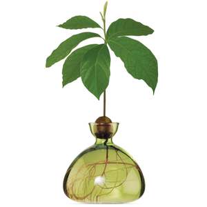 Plants Planters: Avocado Germinating Bowls - Grass Green