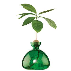Plants Planters: Avocado Germinating Bowls - Emerald Green