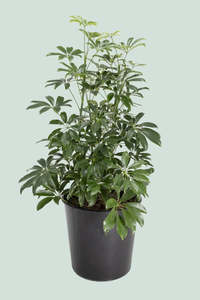 Schefflera Arboricolor