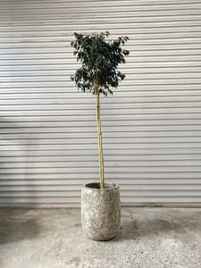 Plants Planters: Ficus Evergreen 30cm Standard