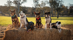 Products: Who Will Raise New Zealand’s Next Champion Muster Dog? Sky Opens Casting for Heartwarming New Series