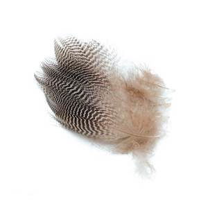Hackles Feathers: Wapsi Teal Barred Flank (natural)