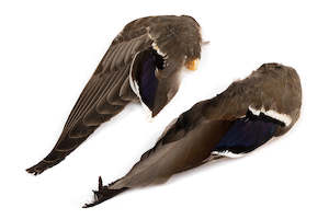 Hackles Feathers: Wapsi Mallard Duck Wings Pair